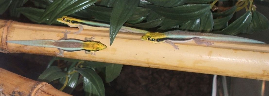 Phelsuma klemmeri